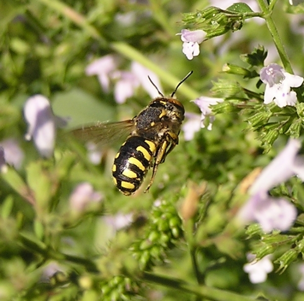 Thomisus onustus in volo (no. Misumena vatia)